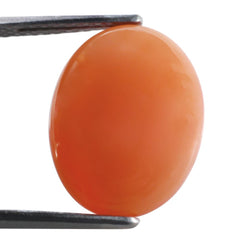 ORANGE MOONSTONE OVAL CAB 18X14MM 8.52 Cts.